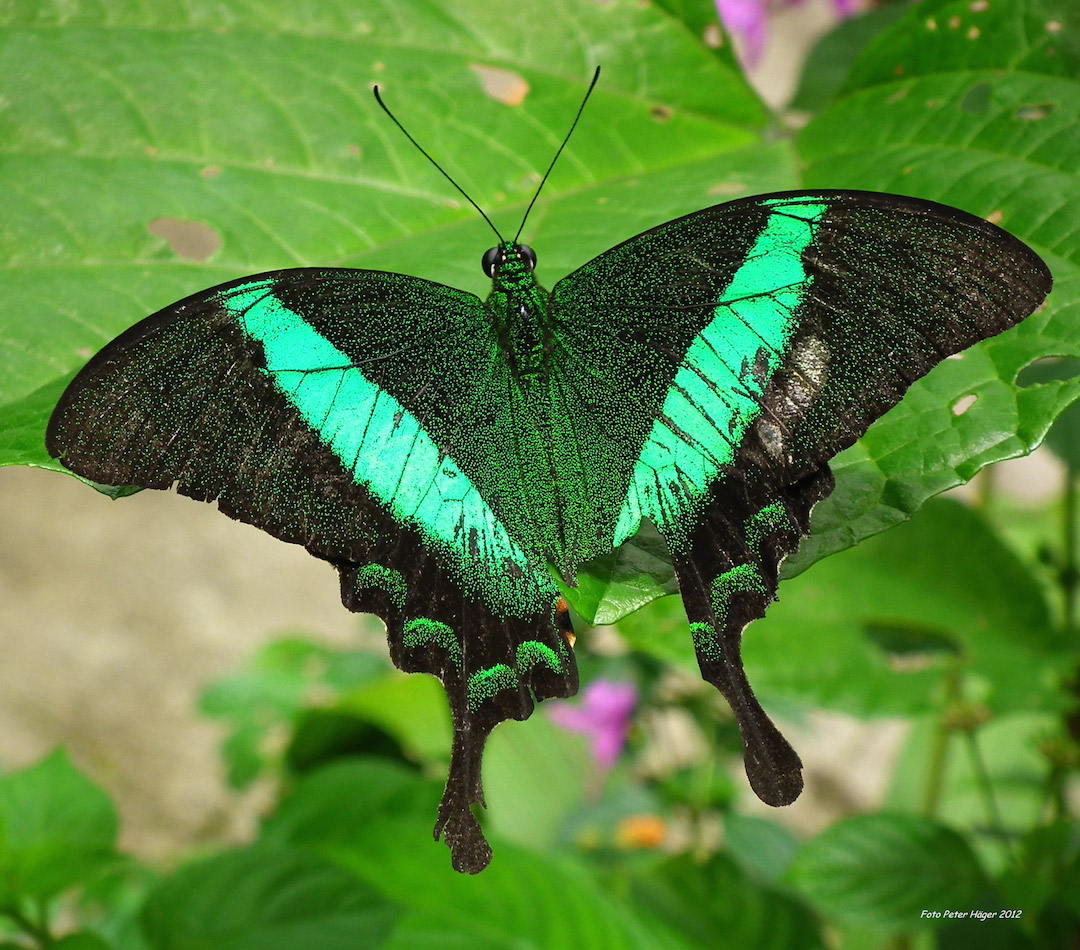 beautiful-butterfly-copy